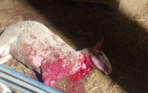 مستوطنون يهاجمون عائلة&nbsp;ويذبحون أغنامها في "واد جحيش" جنوب السموع